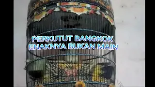 Download PERKUTUT BANGKOK SUARA ISTIMEWA MP3