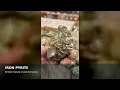 Inside Pikes Peak Rock Shop Crystals Minerals Fossils More