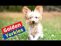 Why are Golden Yorkies So Rare