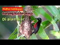 Download Lagu Burung KOLIBRI NINJA kehidupan di alam liar,mencari makan,membuat sarang dan berkembang biak