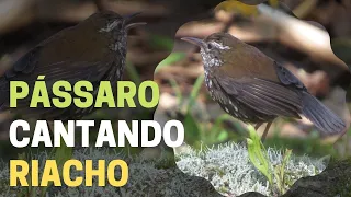 p ssaro jo o porca lochmias nematura cantado ao som das guas de um riacho da natureza p ssaro
