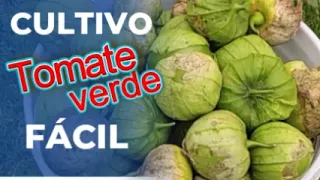 CULTIVO DE TOMATE VERDE, TODO EL PROCESO #tomate