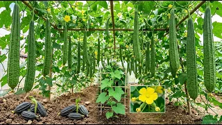 How to Grow Tons of Ridged Gourd from Seeds: Complete Guide!