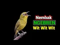 Download Lagu Masteran Pleci Agar Nembak Bren Wit wit