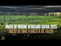 Download Lagu Afrikaanse mahonie zaailing 2025 Oogst het begin van een waardevol bos Download Lagu Afrikaanse mahonie zaailing 2025 Oogst het begin van een waardevol bos