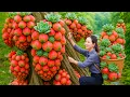 Download Lagu Harvesting the Rarest Moss-Covered Forest Fruit to Sell | Succulent Fruit from Ancient Tree Bark