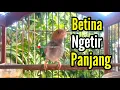 Lagu PRENJAK BETINA Ngetir Panjang istimewa suara jernih, Sangat cocok untuk MASTERAN Maupun PANCINGAN.