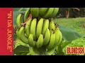 In Da Jungle - Blond:ish