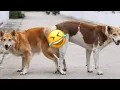 Dogs fighting for mating gay dogs fresh