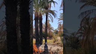 موسم التسكاط و حريق شوك الله يعون كل واحد قال بسم الله 