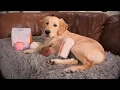 Dunkin x Bark Box Dog Toys