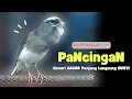 Download Lagu Kenari GACOR Panjang ! Suara PANCINGAN KENARI PAUD Belajar BUNYI Ngeriwik - MASTERAN Kenari PAUD