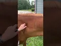 Equine IM inj