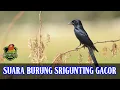Download Lagu Suara Burung Srigunting cocok buat Masteran Full 1 Jam