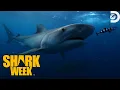 The Greatest Great White Sharks Shark Week Discovery