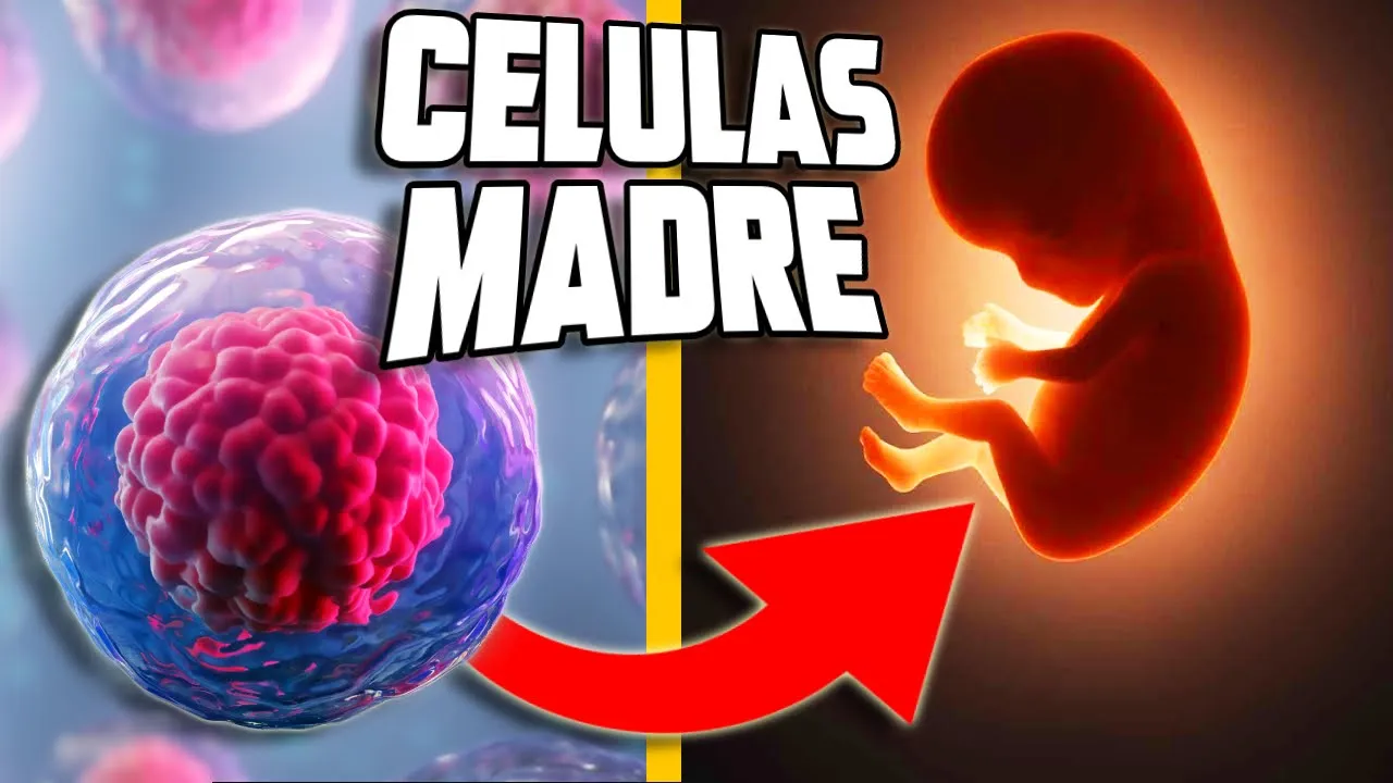 CÉLULAS MADRE : qué son, tipos y aplicaciones ✅