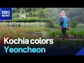 Lagu Kochia colors Yeoncheon / KBS  2025.09.16.