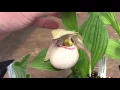 Download Lagu CYPRIPEDIUM ORCHID WATERING CARE: BLOOMS AND BUDS AND MORE