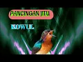 Download Lagu Kolibri Wulung Gacor