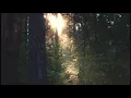 Download Lagu Kicauan Burung di Hutan Pagi Hari | Audio Relaxation