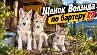 ОХОТНИКИ это для вас 😱‼️Есть свободных два щенка 