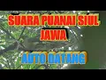 Download Lagu SUARA PUNAI SIUL JAWA AUTO DATANG