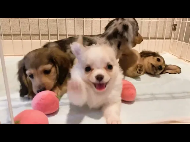 動画