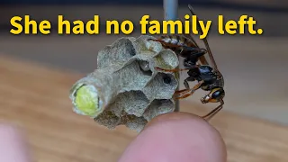 This Orphan Wasp Should Have Died Alone. Then Another Queen Took Her In.
