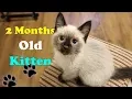 2 Month Old Siamese Himalayan MIX KITTEN