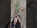What s with parasites in Praying mantis