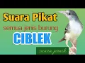 Download Lagu Suara Pikat semua jenis burung ciblek suara jernih