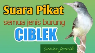 suara pikat semua jenis burung ciblek suara jernih