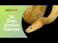 36 Best Snake Names - Inspiring Snake Name Ideas