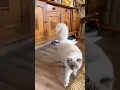 Download Lagu Kijk eens hoe mooi mijn staart is 😻#shorts #short #cat #cats #ragdolls #ragdoll #beautiful #beauty