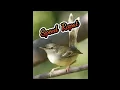 Download Lagu Suara Ciblek Ngebren, Speed Rapat Dan Gemericik Air #Shorts