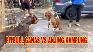 Download KING FLOKI VS 7 EKOR ANJING PITBULL GANAS ‼️ MP3