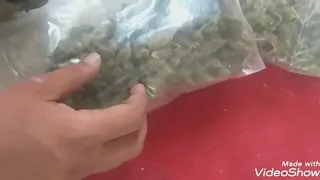صقر الترابين دندنها