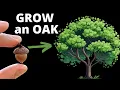 How to Grow an Oak Tree from an Acorn - Fun Easy Guide