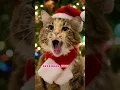 Download Lagu Today is my Birthday! 😺🥳 #birthday #birthdaygirl #mikathefluffy #cutecat #celebrate