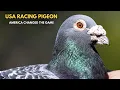 Racing Pigeons in America How the USA Changed Pigeon Racing
