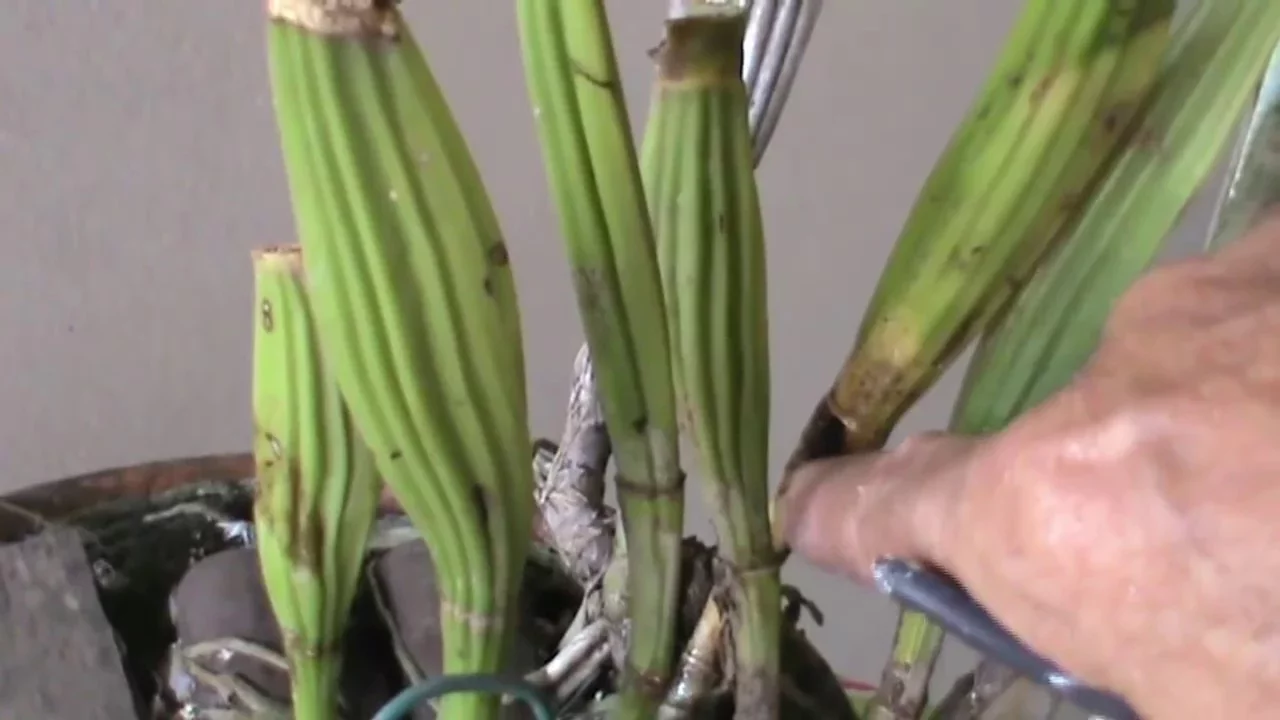 COMO ELIMINAR PULGÕES DAS ORQUIDEAS