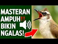 Download Lagu Suara trucukan gacor ropel ngalas buat pancingan trucukan agar bunyi jadikan burung trucuk gacor