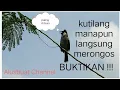 Download Lagu Suara Pikat Kutilang Betina,Cocok buat mikat,masteran,terapi kutilang malas bunyi