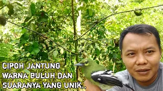 Download Mikat sirtu hutan || cipoh jantung || pakai pulut \u0026 mp3 MP3