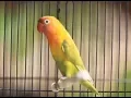 Download Lagu Lovebird roro ngekek panjang sepur