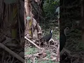 Download Lagu White Breasted Water Hen #shorts #youtubeshorts #ytshorts
