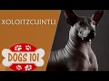 Dogs 101 - XOLOITZCUINTLI