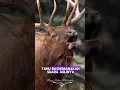 Lagu Diluar Dugaan! Inilah Suara Asli dari Rusa Jantan 🦌 #unik #faktaunik #hewanunik