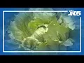 FDA reports more than 9 400 infections in Cyclospora outbreak