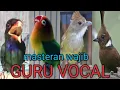 Download Lagu Masteran tengkek buto vs cililin vs cucak jenggot vs lovebird | masteran wajib burung juara